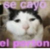 Más gatos tonotos 23