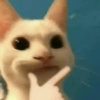 Kucing lucu 13