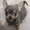Perritos VARIADITOS! 🐕🐾 10