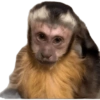 Monkys 3000 🐒 10