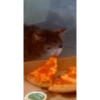 Gatos llorando 8