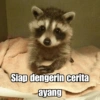Raccoon Lucu 13