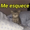 Gatinhos desconfiados 9