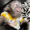 Monkey 8