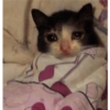 Gatos llorando 26
