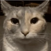 Más gatos tonotos 17