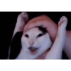 Kucing jomok 11