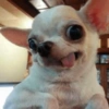 Chihuahua  16 😝
