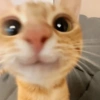 😎 Gatitos pa chatear 😎 2 12