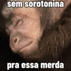 🐒 Macaco Direto e Sincero 9