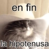 Gatos Reactions 💥🐱 11