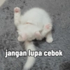 Yukki - kucing tengil pt.1 10