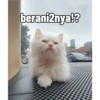 Yukki - kucing tengil pt.1 17