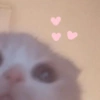 🤓 GATOOOZ !!¡¡😺🗯️ㅤㅤ 12