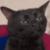 Gato shitpost 29