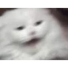 Gato shitpost 11