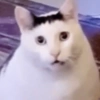 Gato shitpost 30