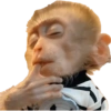 Macaquinhos memes  14 🤫