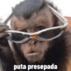 🐒 Macaco Direto e Sincero 5