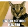 Kucing jomok 5
