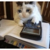 Gatos llorando 6