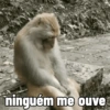 🐒 Macaco Direto e Sincero 21
