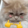 Kucing lucu 9