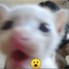 Gato shitpost 7