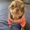 Chihuahua  8 💕