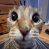 Cats 🐱 15