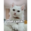 Yukki - kucing tengil pt.1 25