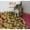 Gatos llorando 23