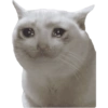 Kucing lucu 25
