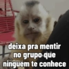 🐒 Macaco Direto e Sincero 17