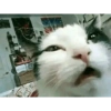 Kucing 14