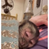 Macacos 10