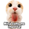 Frases de gatito#1 💬🐱 12