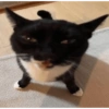 Cats 🐱 14