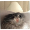 Gatos llorando 30
