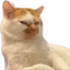 Gatitos 🐱 10