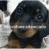 SHITPOST NOVOS 😎✌️✌️✌️ 5