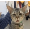 Meme kucing 22