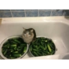 Gatos llorando 22