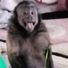 Macacos 14