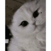 Kucing 9