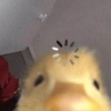 Reações + patinhos 🦆 9