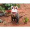 Rengo 8