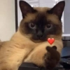 Gatitos 🐱 11