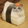 Gatos llorando 18