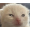 Gato shitpost 13